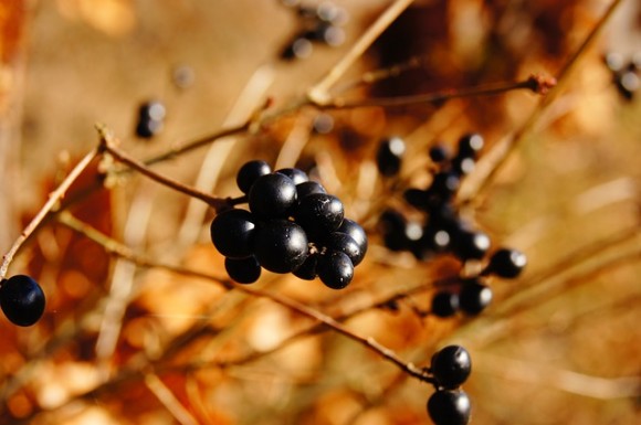 maquiberry-next-trend